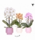 Phalaenopsis