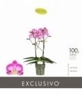Phalaenopsis