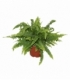 Nephrolepis