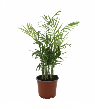 Chamaedorea