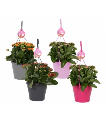 Kalanchoe