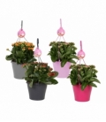 Kalanchoe