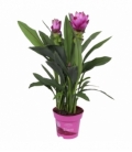 Curcuma