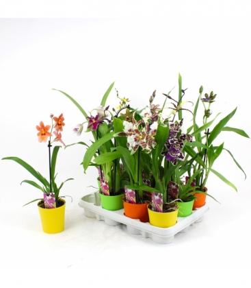 OrchideeÃ«n
