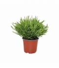 Pogonatherum