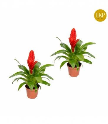 Vriesea