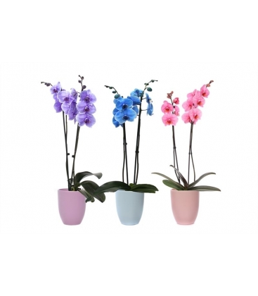Phalaenopsis