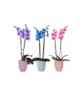 Phalaenopsis