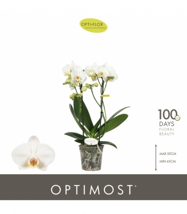 Phalaenopsis