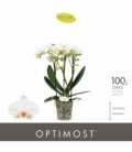 Phalaenopsis