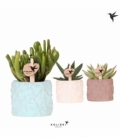 succulents