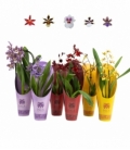 OrchideeÃ«n