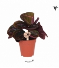 Calathea