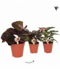 Calathea