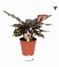 Calathea