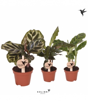 Calathea