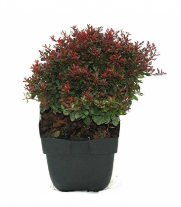 Berberis