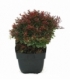 Berberis