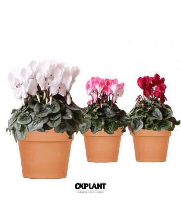Cyclamen
