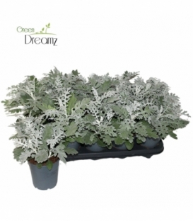 Senecio