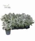 Senecio