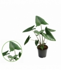 Alocasia