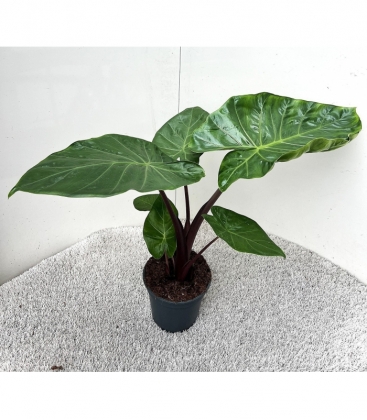 Alocasia