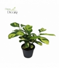 Ctenanthe
