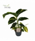 Alpinia