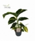 Alpinia
