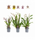 Orchids