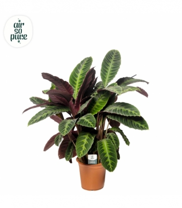 Calathea