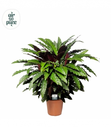 Calathea