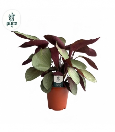 Calathea