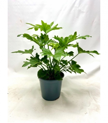 Philodendron