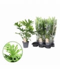 Philodendron