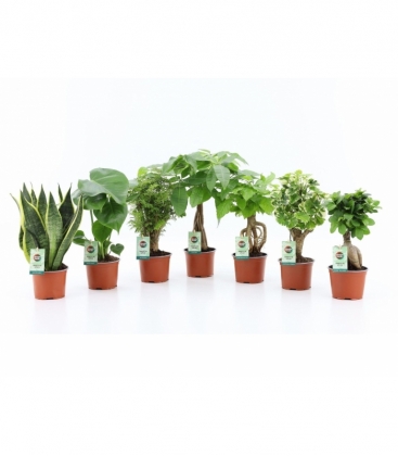 Indoor