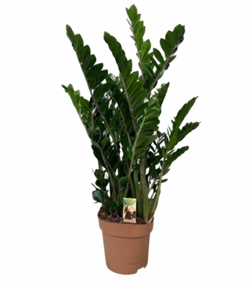 Zamioculcas