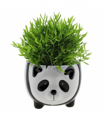 Pogonatherum
