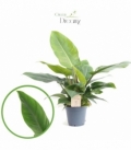 Philodendron