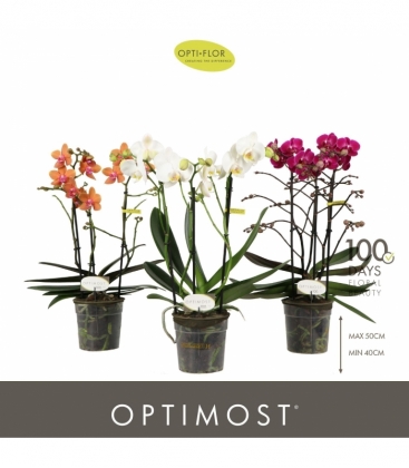 Phalaenopsis