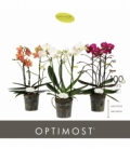 Phalaenopsis