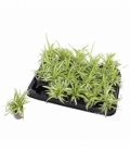 Chlorophytum
