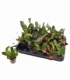 Croton