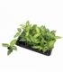 Dieffenbachia