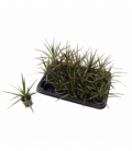Dracaena