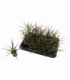 Dracaena