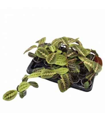 Maranta