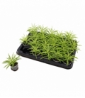 Peperomia