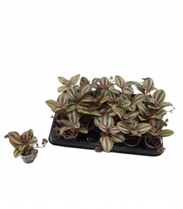 Pilea